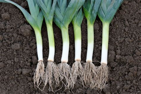 Como cultivar alho poró em casa método prático e infalível para ter