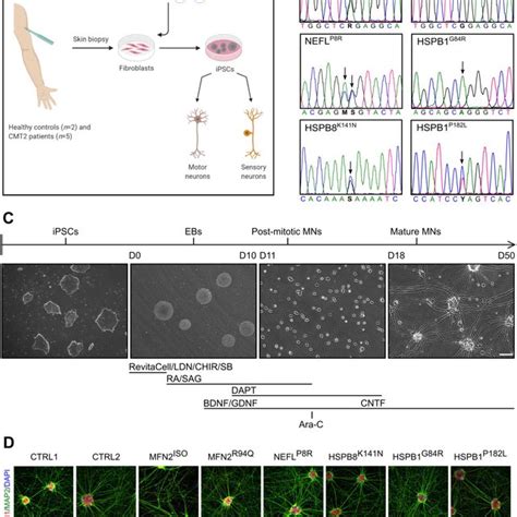 Mitochondrial Function Is Impaired In Cmt Ipsc Derived Motor Neurons