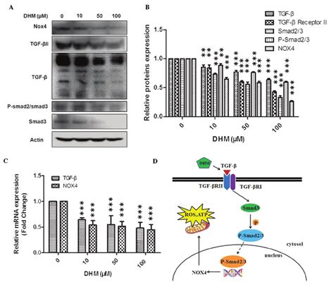 Western Blot Analysis Of The Effects Of Dhm On Mrna And Protein Download Scientific Diagram