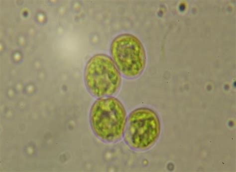 Chlorella Algae Under Microscope