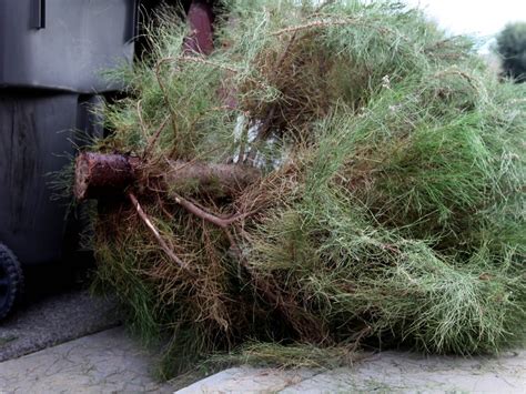 Where How To Dispose Off Christmas Tree In East Brunswick East