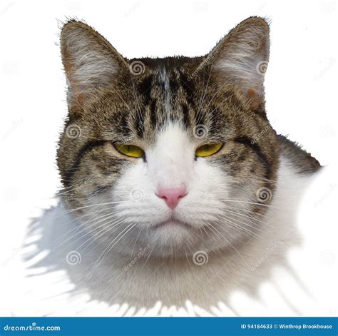 Disgusted Cat Royalty-Free Stock Photography | CartoonDealer.com #94184633