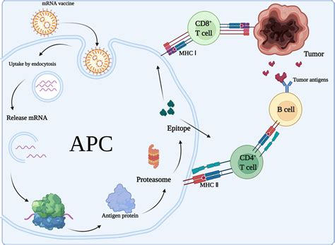 Frontiers Mrna Vaccines The Dawn Of A New Era Of Cancer Immunotherapy