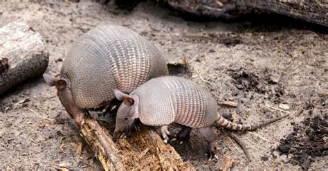 What Do Armadillos Eat A Z Animals