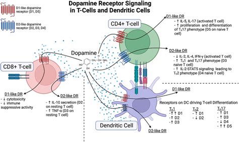 Dopamine Receptor Signaling In T Cells Dendritic Cells Current