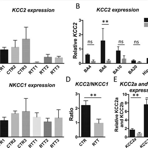 Qpcr Analysis For Kcc And Nkcc In Rtt Brain Samples Kcc Expression