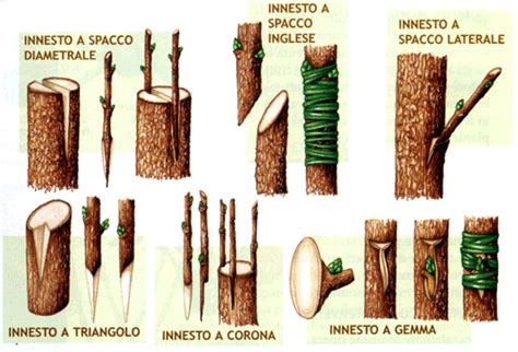 Innesto Delle Piante Il Segreto Per Moltiplicare Le Tue Piante Garden4us