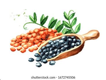 Draw Hands Lentils Royalty Free Images Stock Photos Pictures