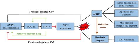 The Ampk Pgc Sirt Signaling Pathway Inhibits The Expression Of Mcu