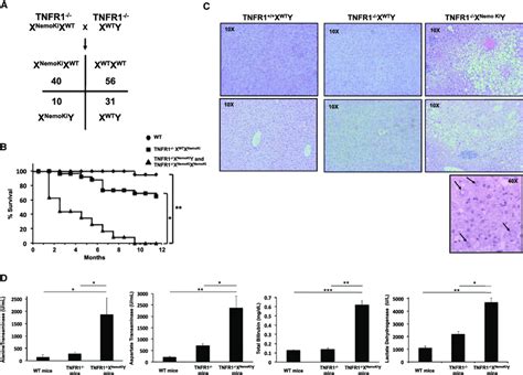 Mating Onto A Tnfr1 Deficient Background Rescues Embryonic Lethality In Download Scientific