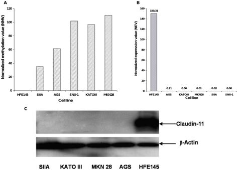 This Figure Illustrates The Claudin 11 Promoter Methylation MRNA