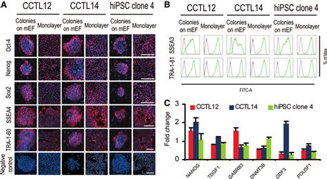 Expression Of Human Pluripotent Stem Cell Hpsc Markers In Both Human