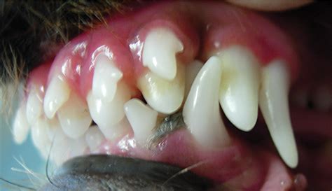 Deciduous Canine Tooth Removal in the Dog | Today's Veterinary Practice