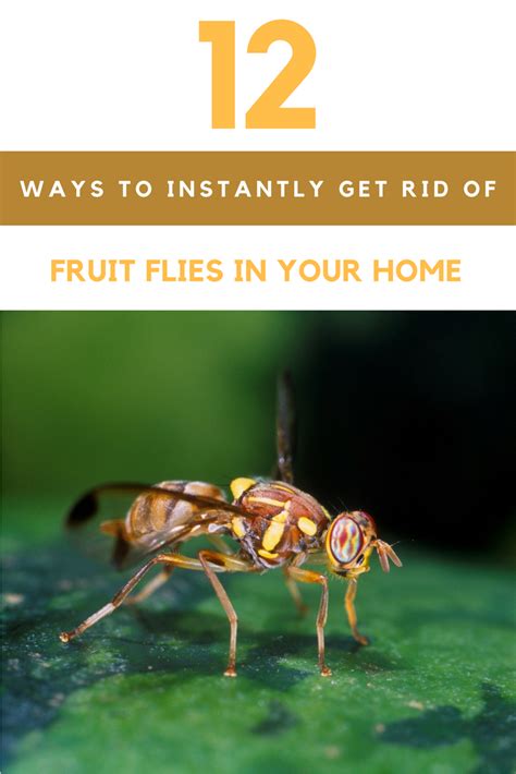 How To Get Rid Of Fruit Flies 12 Ways To Kill Fruit Flies Instantly