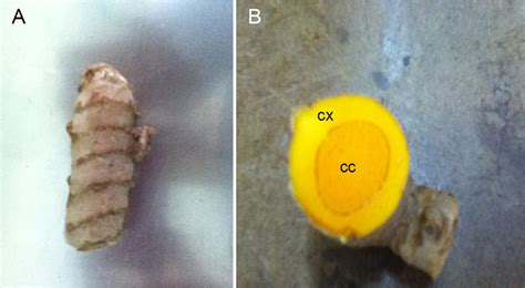 Curcuma Longa Rhizome A Whole Rhizome B Cross Section Cx Cortex Download Scientific