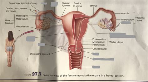 Lr 9 277 Posterior View Of The Female Reproductive Organs In A Frontal Section Diagram Quizlet