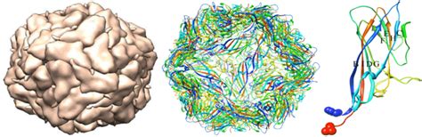 The Diagram Of PCV2 CS Virus Like Particles VLPs Is An Assumed