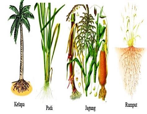 Simak! Gambar Tanaman Akar Serabut yang Banyak Dicari - Informasi ...