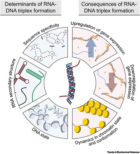 Rna Dna Triplexes Molecular Mechanisms And Functional Relevance