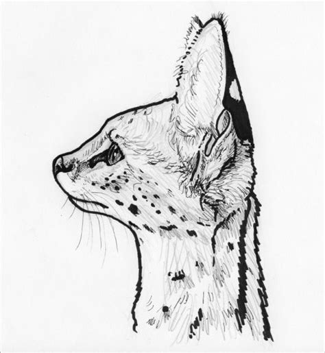 Serval Profile Serval Cats Realistic Animal Drawings Sketches