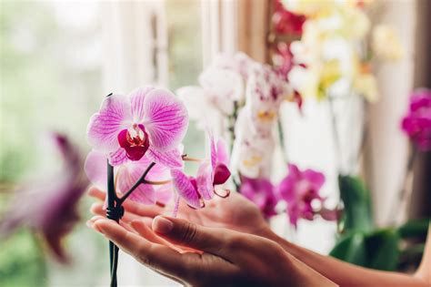 Dicas para cuidar das orquídeas e mantê las saudáveis o ano todo