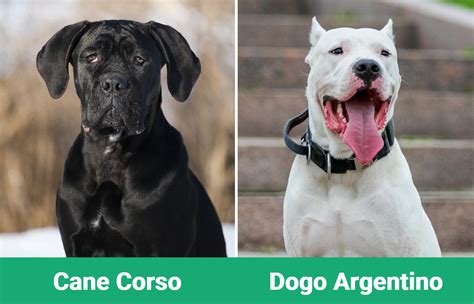 Cane Corso vs Dogo Argentino: Differences Explained (With Pictures) – Dogster