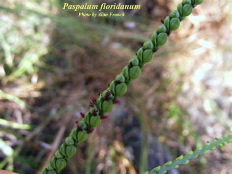 Paspalum Floridanum Photos ISB Atlas Of Florida Plants ISB