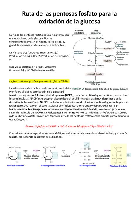 11 Ruta De Las Pentosas Fosfato Ocurre Fundamentalmente En El Tejido