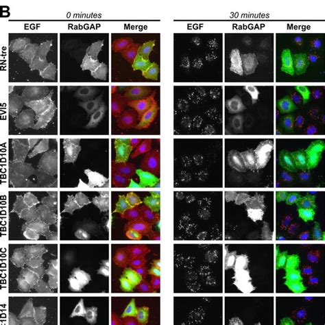 Rab Gaps Altering Shiga Toxin Transport Do Not Prevent Egf Uptake A