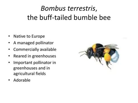 Ppt Bombus Terrestris The Buff Tailed Bumble Bee Powerpoint