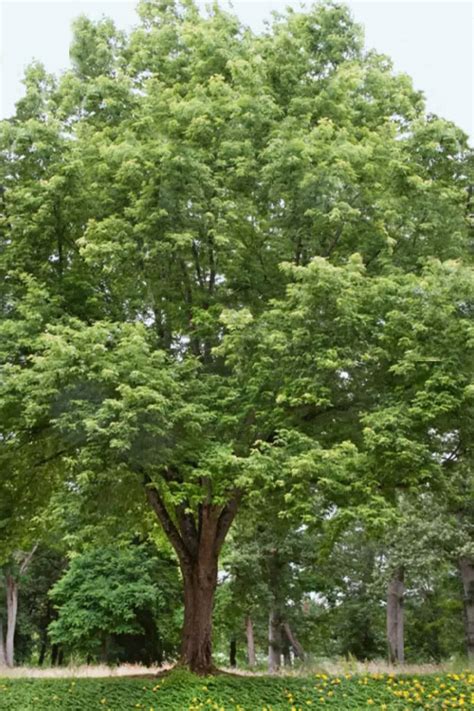 Buy Silver Maple Tree Acer Saccharinum Free Shipping Wilson Bros