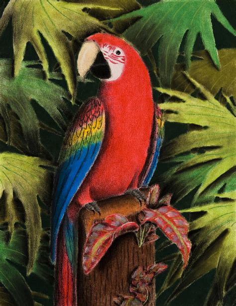 Scarlet Macaw Drawing By Jeanette K Fine Art America