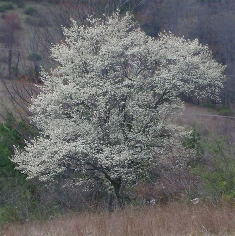 Juneberry — Twisted Tree Farm