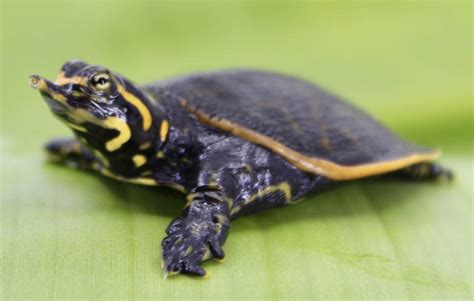 Baby Soft Shell Turtle