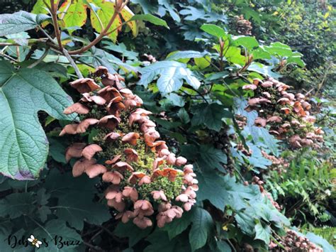 Chanticleer Garden: Farewell to Fall Season - Debbee's Buzz