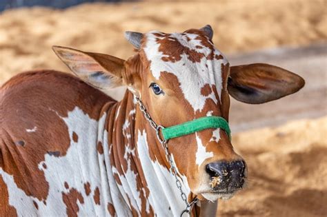 Premium Photo Brazilian Zebu Elite Cattle In A Exhibition Park