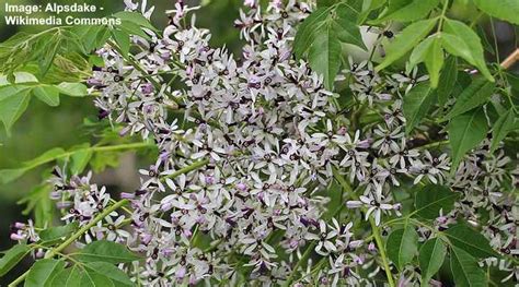 Chinaberry Tree (Melia Azedarach) : Leaves, Flowers, Bark, Fruit ...