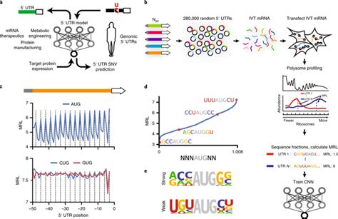 Human 5 Utr Design And Variant Effect Prediction From A Massively