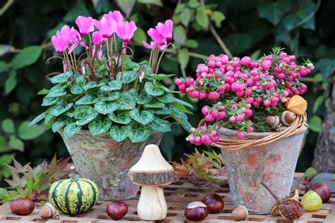 15 Best Plants For Winter Pots & Containers