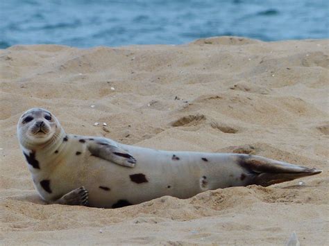 This Is A Picture Of A Juvenile Harp Seal Seen In Ocean City On The