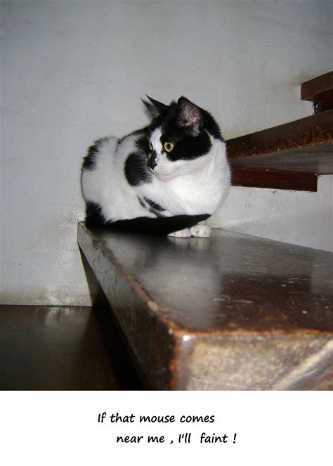 Obituary and Memorial Service Details for Linda Holler