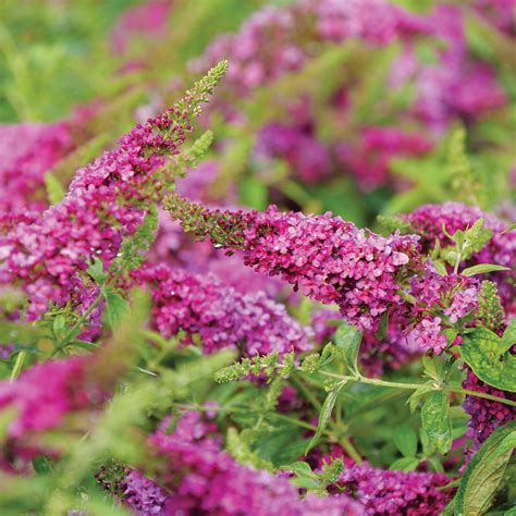 Lo Behold Ruby Chip Buddleia Wholesale Shrub Liners Spring