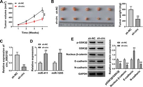 Circ Facilitated Crc Tumorigenesis And Emt In Vivo By