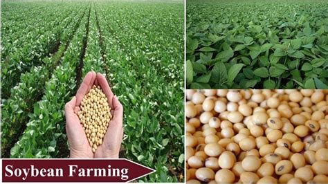 15 Best Money Making Agriculture Business Ideas In India