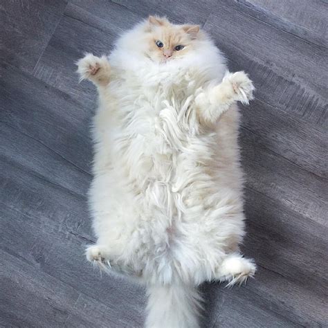 Sky The Ragdoll Cat Looks Like One Big Fluffy Cloud