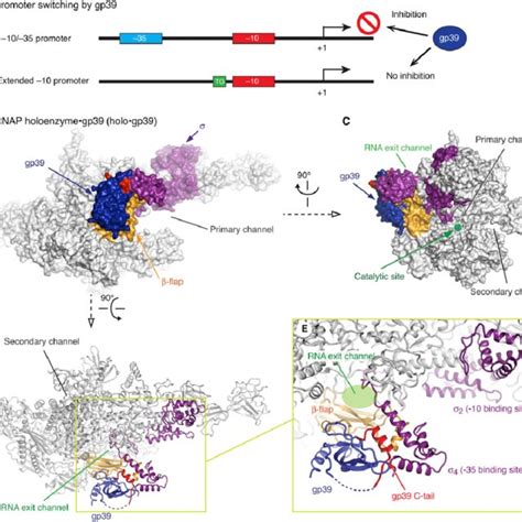 The Structure Of The Rnap Holoenzyme•gp39 Complex A Schematic Download Scientific Diagram