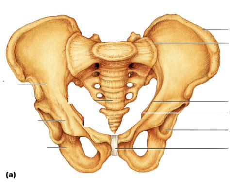 Pelvic Girdle Anterior View Diagram Quizlet