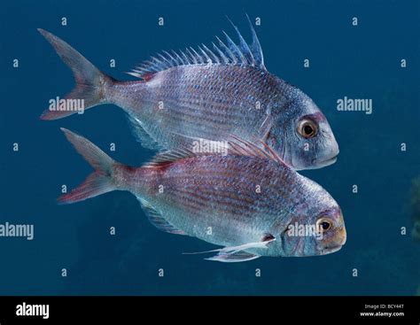 Sparus Auratus Gilthead Seabream Stock Photo Alamy