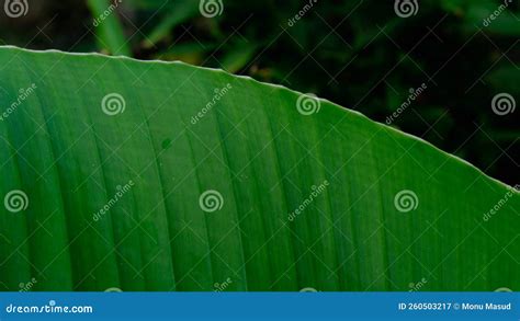 Folhas De Bananas Organizadas Naturalmente Textura De Fundo Verde Da