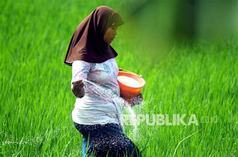 Subsidi Pupuk Dan Masalah Peningkatan Produksi Petani Republika Online